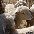清境農場餵羊篇(2)