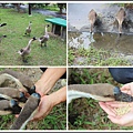 MeetinTaiwan - Duck Farm 台南鴨莊06.jpg