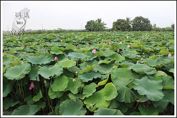 MeetinTaiwan - Lotus in Baihe Tainan 台南白河蓮花季07.jpg