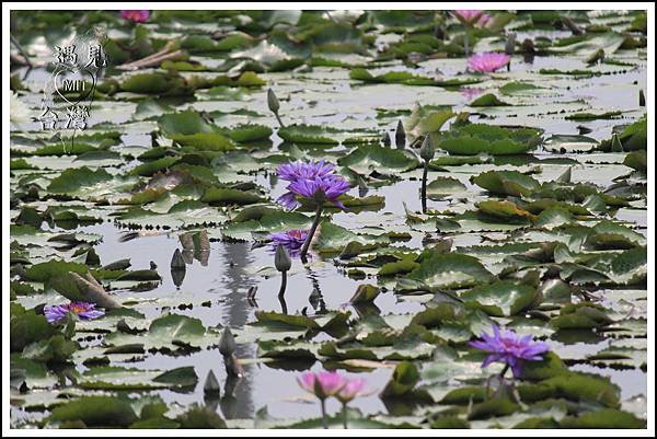 MeetinTaiwan - Lotus in Baihe Tainan 台南白河蓮花季24.jpg