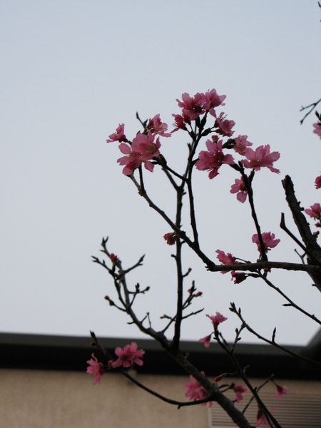 還是不確定花名