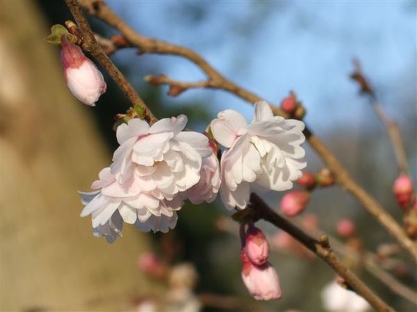 庫肯霍夫花園