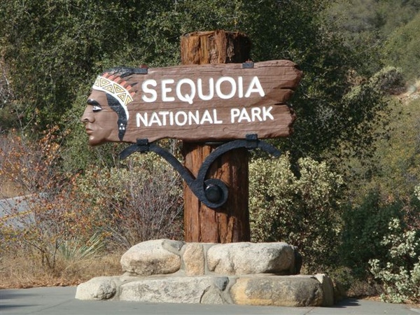 Sequoia 08.JPG