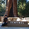 Sequoia 42.JPG