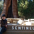 Sequoia 43.JPG