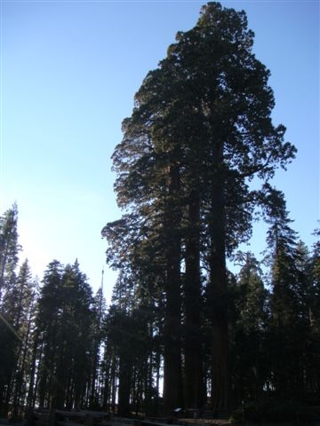 Sequoia 51.JPG