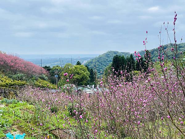 北台灣賞櫻系列-天元宮/平菁街/大熊櫻花林/陽明山國家公園/