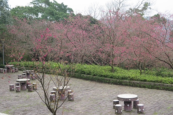 北台灣賞櫻系列-天元宮/平菁街/大熊櫻花林/陽明山國家公園/