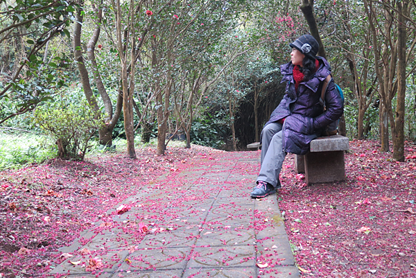 北台灣賞櫻系列-天元宮/平菁街/大熊櫻花林/陽明山國家公園/