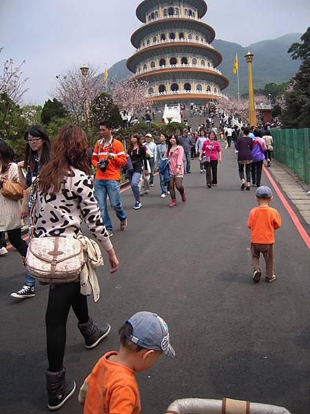 北台灣賞櫻系列-天元宮/平菁街/大熊櫻花林/陽明山國家公園/