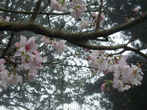 北台灣賞櫻系列-天元宮/平菁街/大熊櫻花林/陽明山國家公園/