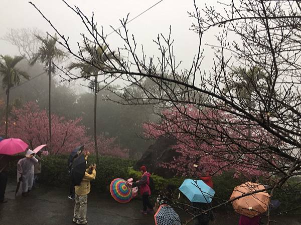 北台灣賞櫻系列-天元宮/平菁街/大熊櫻花林/陽明山國家公園/