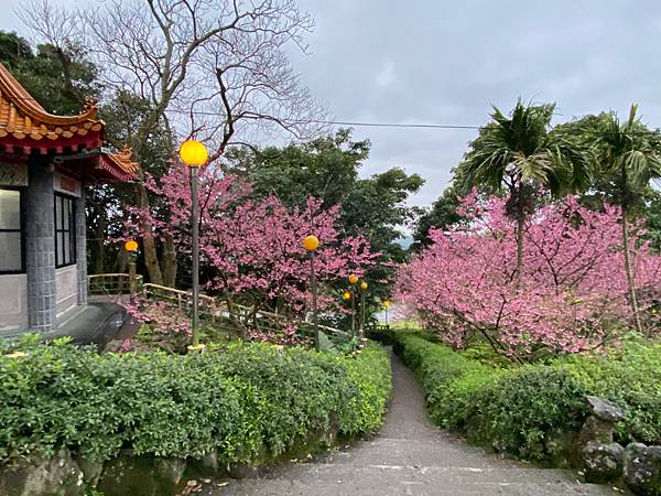 北台灣賞櫻系列-天元宮/平菁街/大熊櫻花林/陽明山國家公園/