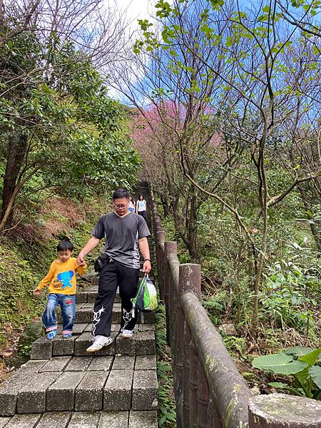 北台灣賞櫻系列-天元宮/平菁街/大熊櫻花林/陽明山國家公園/