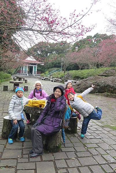 北台灣賞櫻系列-天元宮/平菁街/大熊櫻花林/陽明山國家公園/