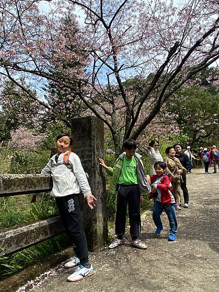 北台灣賞櫻系列-天元宮/平菁街/大熊櫻花林/陽明山國家公園/