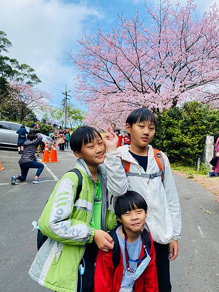 北台灣賞櫻系列-天元宮/平菁街/大熊櫻花林/陽明山國家公園/