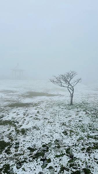 2024陽明山下雪了-七星公園、七星山