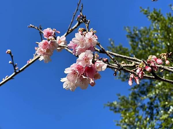 北台灣賞櫻系列-天元宮/平菁街/大熊櫻花林/陽明山國家公園/