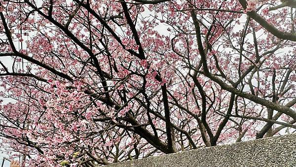 北台灣賞櫻系列-天元宮/平菁街/大熊櫻花林/陽明山國家公園/