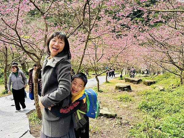 北台灣賞櫻系列-天元宮/平菁街/大熊櫻花林/陽明山國家公園/