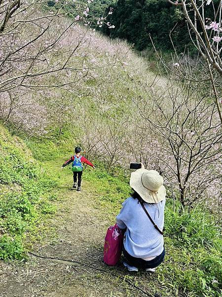 北台灣賞櫻系列-天元宮/平菁街/大熊櫻花林/陽明山國家公園/