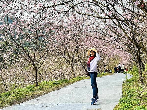 北台灣賞櫻系列-天元宮/平菁街/大熊櫻花林/陽明山國家公園/