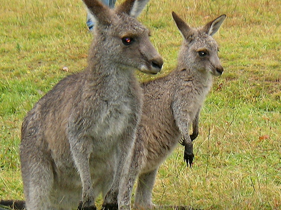 sydney--16.jpg