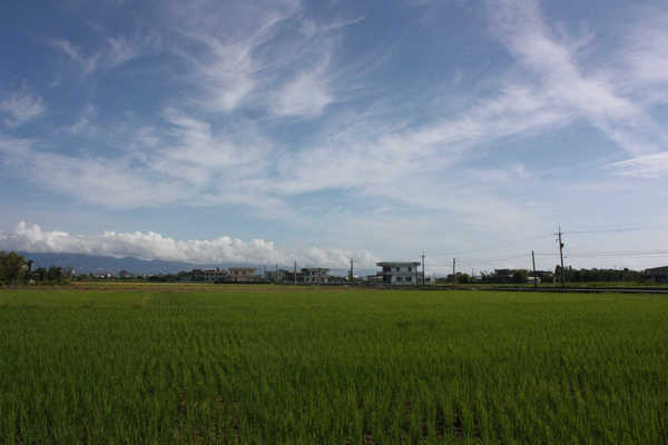 宜蘭路邊綠油油的田