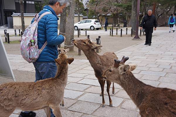 日本京都大阪淡路島 Dsc 2 1 Jpg 美美小燕子的照片 痞客邦