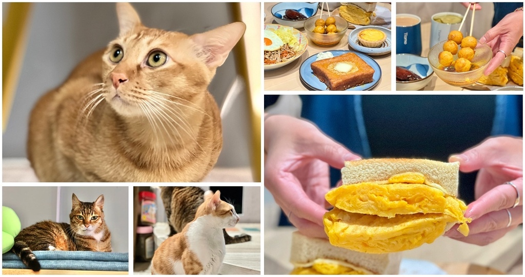 貓之家俱樂部,高雄,港式料理,瑞士汁,貓店長,咖喱魚蛋,港式奶茶,港式餐廳