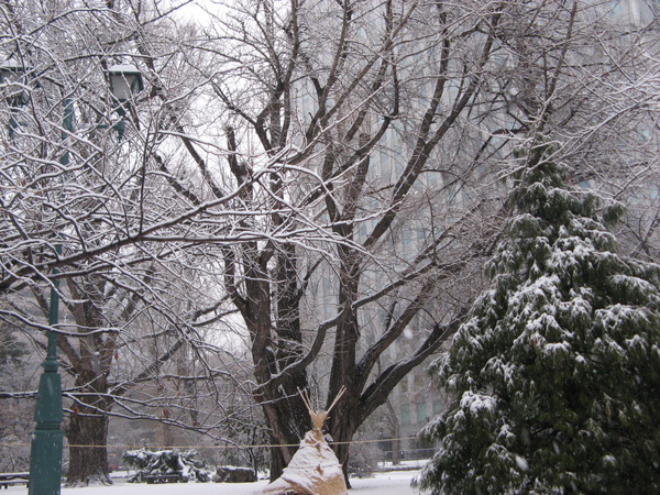 看樹上的雪，親眼看到真的是很感動，因為很美