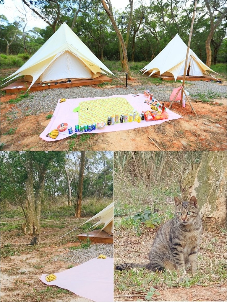 台中大甲|踏親 寵物親子餐廳.露營區+鐵砧山風景區+大甲鎮瀾