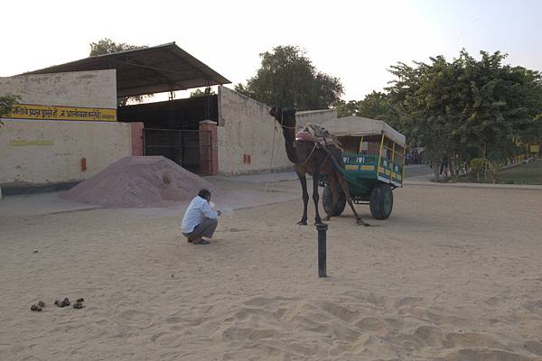 Bikaner-National Research Centre on Camel-Jorbeer (1).jpg