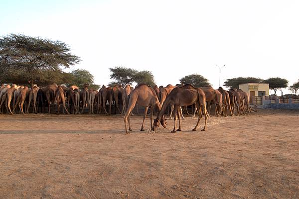 Bikaner-National Research Centre on Camel-Jorbeer (11).jpg