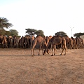 Bikaner-National Research Centre on Camel-Jorbeer (11).jpg