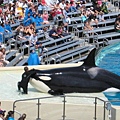 SD sea world