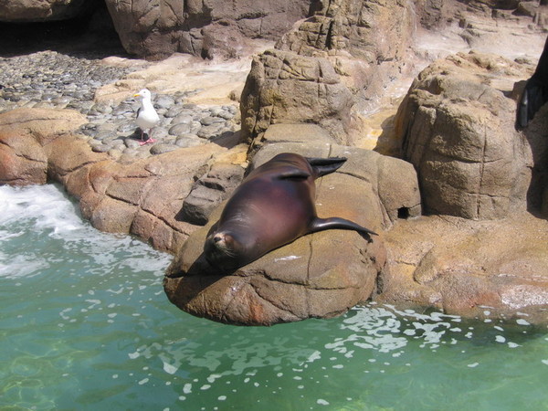 SD sea world