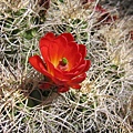 Joshua Tree NP