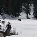 Sequoia NP