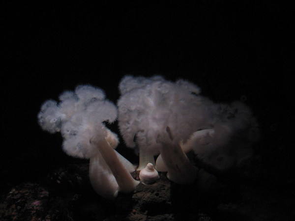 Monterey Bay Aquarium