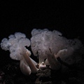 Monterey Bay Aquarium