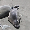 Elephant Seal Beach