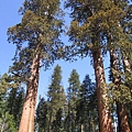 Sequoia NP 
