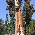 Sequoia NP 