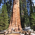 Sequoia NP---the General Sherman Tree