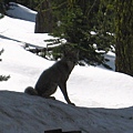 Sequoia NP