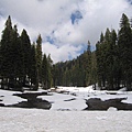 Sequoia NP