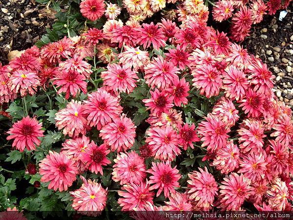 Dallas Botanical Garden