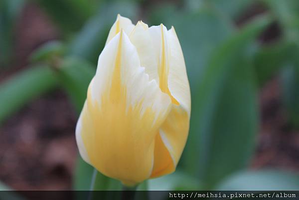 Garvan Woodland Garden